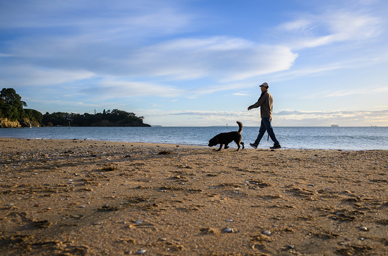 Man walking the dog on the beach in the morning. Milford Beach. Auckland.