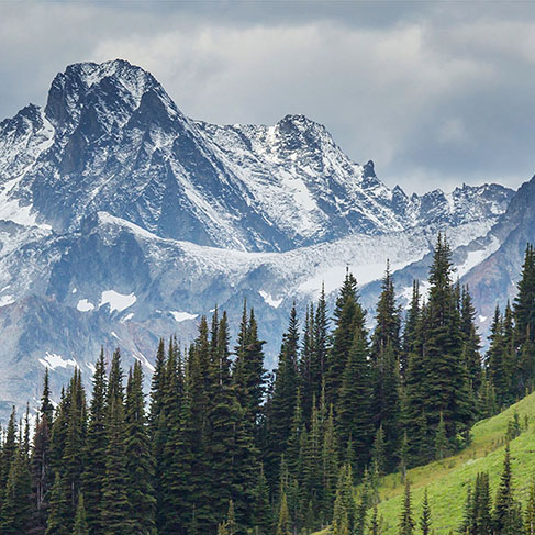 Angled pine trees with snowy mountains in the background