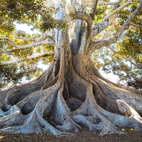 Sun light passing through green leafed tree with large roots