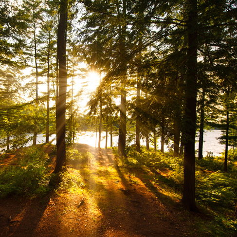 Sunlight shining through forest trees