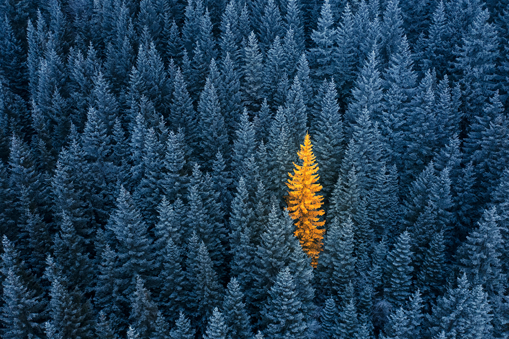Forest trees with blue overlay and a highlighted golden tree in the middle