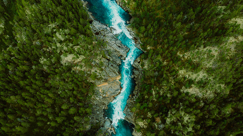 Birdseye view of lush forest and river 